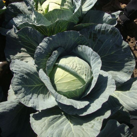 Multima F1 (10.000 seminte) varza alba ce suporta bine conditiile de sol nefavorabile si caldura de vara cu rezstenta ridicata la Fuzarioza ceea ce face ca aceasta sa poata fi cultivata in siguranta si in monocultura, Rijk Zwaan