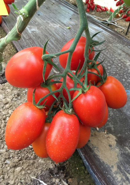 Oceano F1 (500 seminte) rosii tip prunisoara de culoare rosu aprins, fructe foarte ferme, forma oval-alungita, Sakata