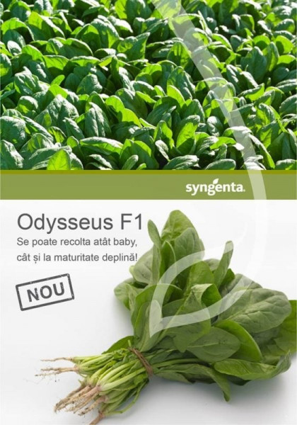 Odysseus F1 (100.000 seminte) spanac frunza ovala verde inchis pentru consum sau industrializare, Syngenta