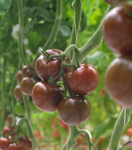 Olmeca F1 (500 seminte) rosii nedeterminat tip KUMATO pentru sere si solarii fructe rotunde de culoare maro, Syngenta