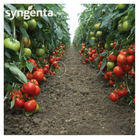 Panekra F1 (500 seminte) tomate crestere nedeterminata timpurii, Syngenta