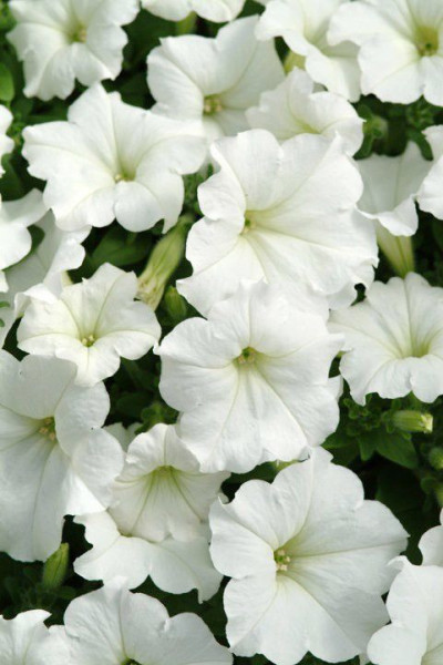 Petunie alba (0,75 g) flori, Agrosel