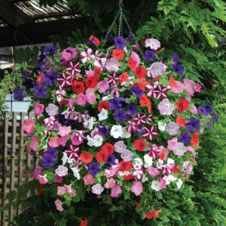 Petunie curgatoare mix (400 seminte) petunie x hibrida pendula Balcony, diversitate mare de culori
