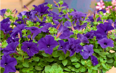 Petunie mov (0.2 gr) seminte flori mari, violet, inflorire abundenta, Horti Tops