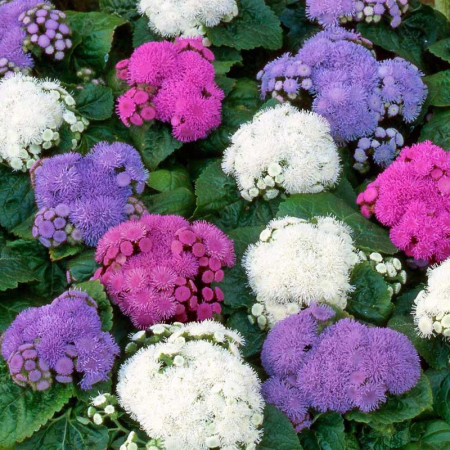 Pufuleti pitici mix (1400 seminte) planta anuala flori albastre, albe, roz, foarte decorative, Agrosem