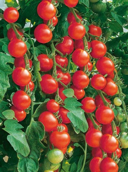 Red Cherry F1 (150 seminte) de tomate cherry hibrid nedeterminat, greutate fruct 20-25 gr, Prima Sementi