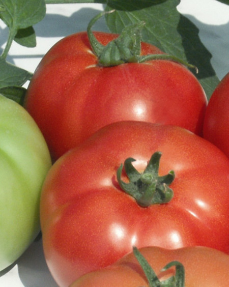 Reyana F1 (50 seminte) tomate cu crestere nedeterminata semitimpurii, Geosem Bulgaria