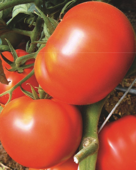 Roker (1500 seminte) tomate pentru camp soi sarbesc, Superior Seeds