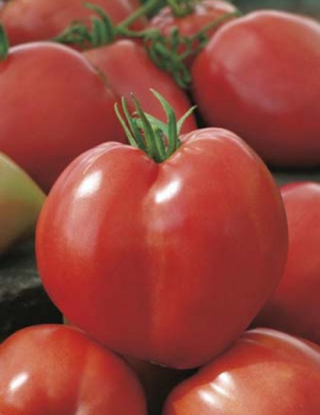 Rosii Inima de Bou Rosu (150 seminte), tomate soi rustic fructe mari, semideterminate, Agrosem