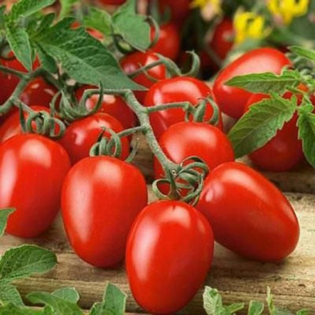 Rosii RIO GRANDE - 1 gr - Seminte Tomate Florian Bulgaria Soi semitimpuriu