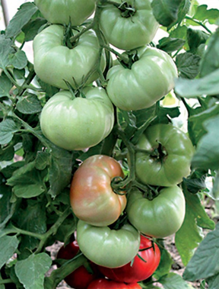 Rosii Stara Mechta F1 (DORINTA VECHE), 500 seminte, Seminte Tomate Nedeterminate Semitimpurii de la Florian Bulgaria