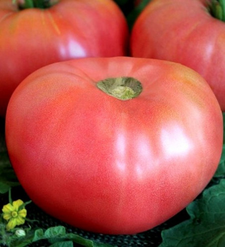 Rozali - 10 gr - Seminte de Tomate Roze Mari Nedeterminat Semitimpuriu tip Gigant cu tulpina inalta de la Florian Bulgaria