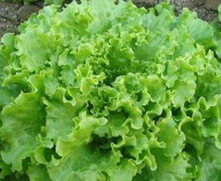 Salata Gentilina (800 seminte) salata creata soi timpuriu frunze mari, gustoase, Agrosem