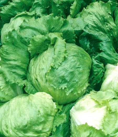 Salata Ice Queen (1800 seminte) de salata soi timpuriu de iarna tip Iceberg, Opal