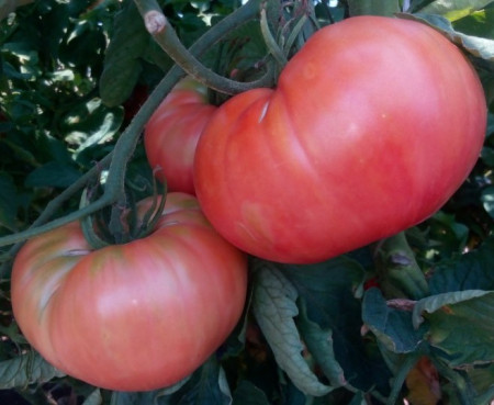 Seminte tomate Roz de Haskovo (Haskovski), 0.5 gr, soi roze nedeterminat fructe mari, gust excelent