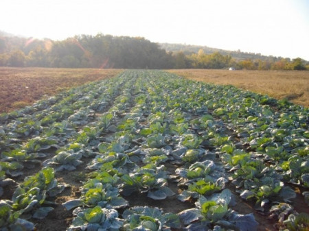 Seminte varza de toamna Kyose (1 kg) soi de varza tardiv foarte productiv, Florian
