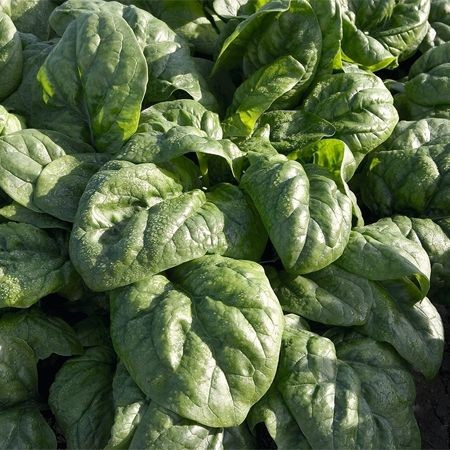 Space F1 (10.000 seminte) spanac ce prezinta frunze netede culoare verde inchis oferind posibilitatea unei perioade lungi recoltare, Bejo