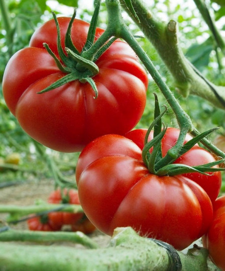 Super Marmande (150 seminte) tomate crete mari, productie ridicata tip Beef, Sem Luca