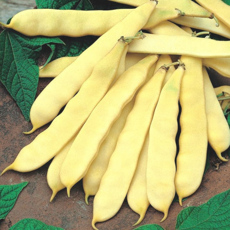 Supernano Giallo (50 gr) seminte fasole pitica galbena, bob negru, pastaie lata fara ate, Agrosem
