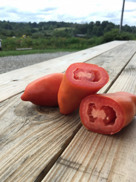 Tiren F1 (250 seminte) tomate tip San Marzano, Profit Seeds