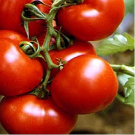 Tomate Buzau 4 (80 seminte) seminte de rosii de la Agrosem