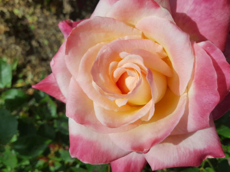 Trandafir Teahybrid Princesa, butasi de trandafiri cu flori mari, foarte parfumate, intr-o combinatie exceptionala de galben-crem si rosu-coral, Yurta