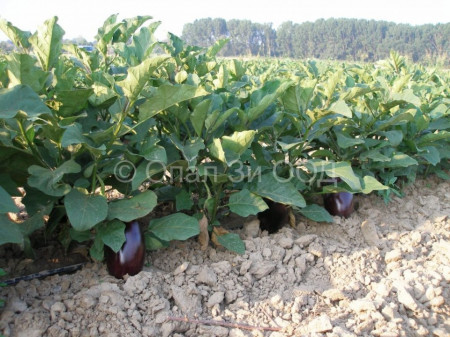 Vinete NR 12 (2000 seminte) de vinete soi excelent, greutate medie de 250 gr, gust excelent, foarte productiv, Opal