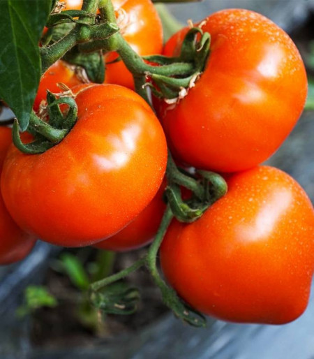 Zaraza (1000 seminte) tomate romanesti, culoare rosu aprins, forma de inima, 4 Agro