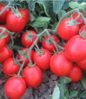 Albarossa F1 (1000 seminte) de rosii cu fructe oval rotunde ce ajung la maturitate simultan fiind cel mai utilizat hibrid de tomate pentru procesare datorita calitatii productiei si continutului de substanta uscata Cora Seeds