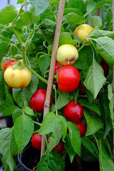 Alma Picante Snack (35 seminte) ardei iute rotund cu fructe mici, marimea unei cirese, Agrosel