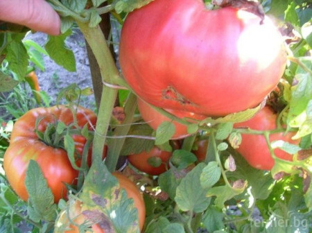 Amurg (150 seminte) tomate de culoare roz-violet, semitimpurii tip gigant tip Beef, Biosem