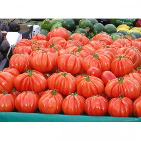 Arawak F1 (500 seminte) rosii crete cu crestere nedeterminata semitimpurii, Syngenta