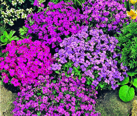 Aubrieta Mix (0.15 gr) planta perena flori albastre-violet, rosii, purpurii, Agrosem