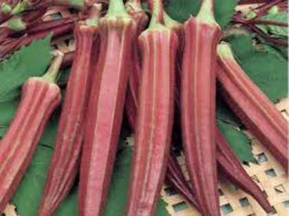 Bame rosii - 5 grame - Seminte de bame rosii soi mediu timpuriu foarte productiv de la Opal