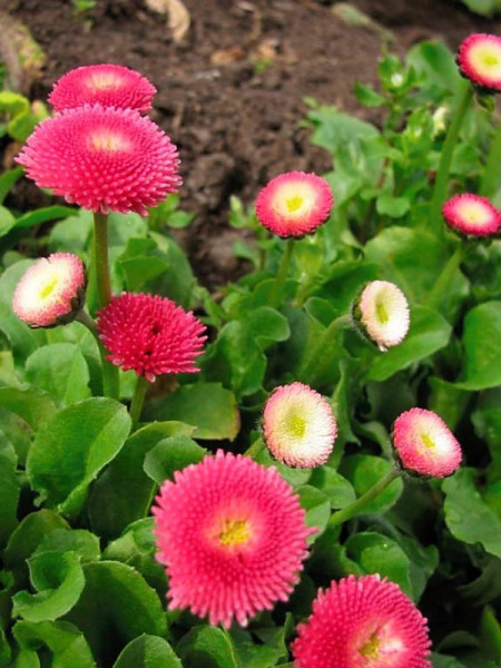 Bee Happy Banutei Monstrosa Mix (0.3 gr) seminte de flori Bellis Perennis Monstrosa Mix planta anuala cu multe ramificatii, Laktofol
