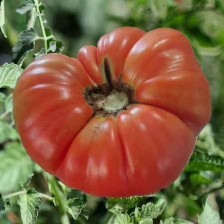 Beefmaster F1 (30 seminte) tomate fructe foarte mari tip gigant, pulpa carnoasa, ferma si dulce tip Beef, Agrara