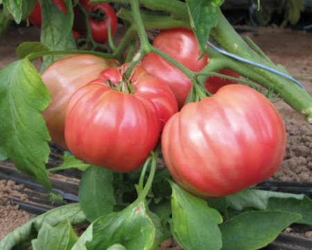 Belmonte F1 (20 seminte) tomate roze-violet hibrid cu crestere nedeterminata tip Beef, Esasem