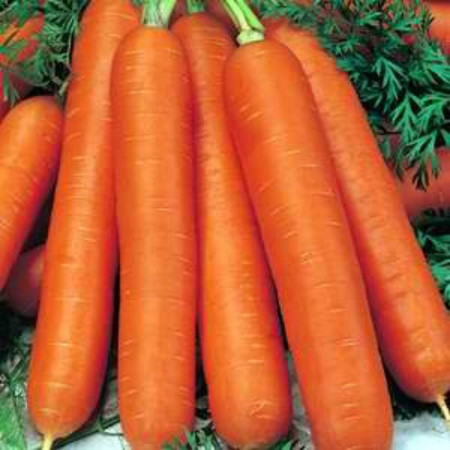 Berlicum (1 kg) seminte morcovi soi semi-tardiv, Agrosem