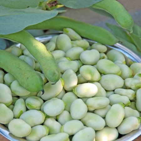 Bob Super Aguadulce (500 gr) seminte de bob, planta anuala boabe mari, dulci, Opal Bulgaria