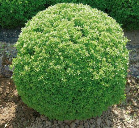 Busuioc mic Greco a Palla (650 seminte) de busuioc cu tufa mica, cu frunze aromate