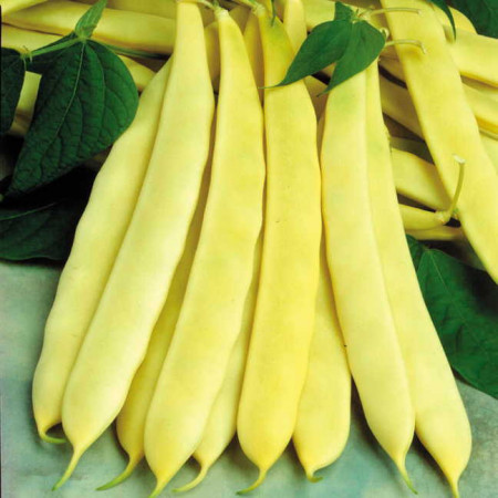 Capitano (1 kg) seminte de fasole pitica cu pastaie lata Capitano, Opal