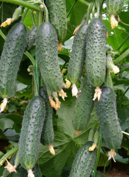 Capricorn 311 F1 (1000 seminte) de castraveti cornison partenocarpic Capricorn F1, Yuksel