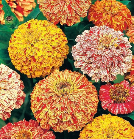 Carciumarese elegans marmorate mix (90 seminte) de flori carciumareasa mix, Agrosem