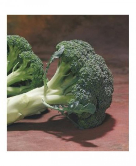 Chevalier F1 (1000 seminte) broccoli semitimpuriu, Seminis