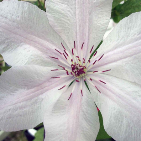 Clematita Jan Pawel II, tufa ornamentala cataratoare Clematis, cu flori mari, deosebite, colorate in alb-cremos cu o dunga roz deschis pe mijloc si stamine rosii, Yurta