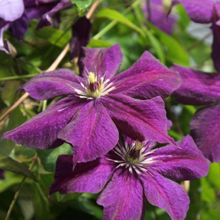 Clematite Grunwald (1.5 m in ghiveci de 2 L), tufa ornamentala cataratoare Clematis, cu flori mari, catifelate, colorate in purpuriu-violet