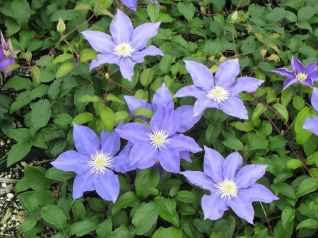 Clematite H. F. Young (1.5 m in ghiveci de 2 L) tufa ornamentala cataratoare Clematis, clematita premiata cu flori foarte mari, de culoare albastru deschis si stamine galbene