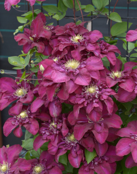 Clematite Jan III Sobieski (ghiveci 2 L) cu flori catifelate de culoare rosu inchis, semiduble si simple, cataratoare Clematis