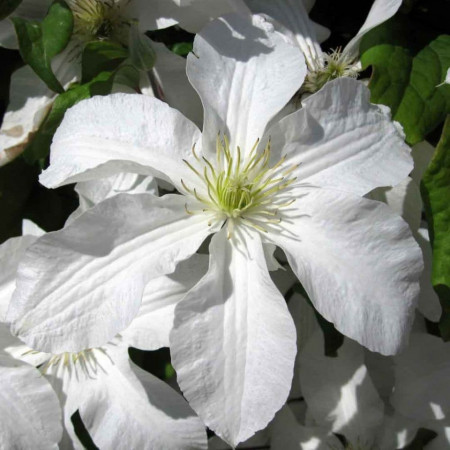Clematite John Huxtable (1.5 m in ghiveci de 2 L) tufa ornamentala cataratoare Clematis, cu flori mari, albe si stamine galbene