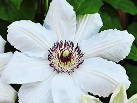 Clematite Krolowa Jadwiga (1.5 m in ghiveci de 2 L), tufa ornamentala cataratoare Clematis, cu flori matasoase, albe si stamine purpurii